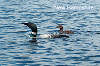 Loon and Chick - with "New Hampshire"